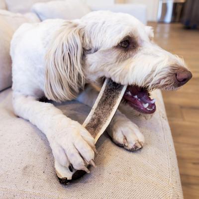 Elk Antler Split Dog Treats, Small, 2 count