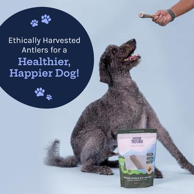 Elk Antler Whole Dog Treats, Medium, 2 count