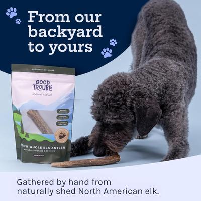 Elk Antler Whole Dog Treats, Medium, 2 count