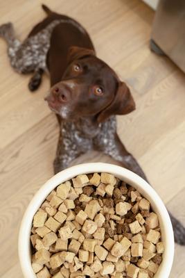 Chicken Rawbiotic Bites Digestive Health High Protein Dog Food Topper, 6.4-oz bag