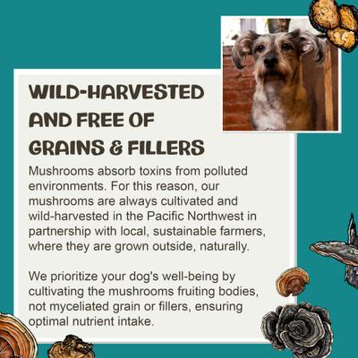 Vitality Mushroom Extract & Adaptogen Blend Immune Liquid Supplement for Dogs, 2-oz bottle