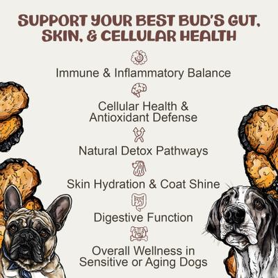 Chaga Mushroom Extract Immune + Antioxidant Liquid Supplement Support for Dogs, 1-fl oz bottle
