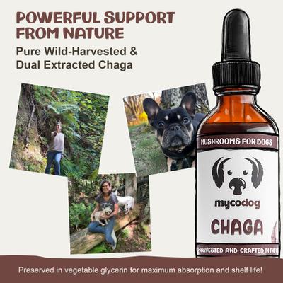 Chaga Mushroom Extract Immune + Antioxidant Liquid Supplement Support for Dogs, 1-fl oz bottle