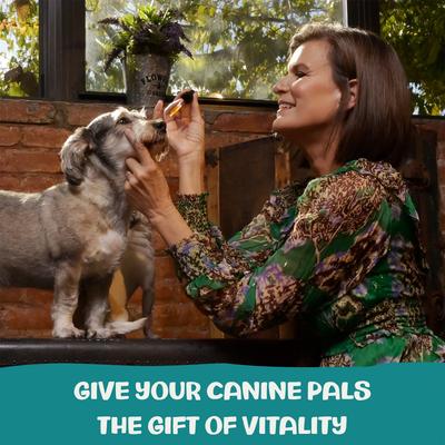 Reishi Mushroom Extract Longevity + Calming Liquid Supplement for Dogs, 1-fl oz bottle