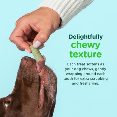 Minties, FreshBites - Premios Dentales Suaves para Perros, Alfalfa + Menta + Hinojo + Eneldo + Perejil, sabor Pollo, 50 / 100 unidades.