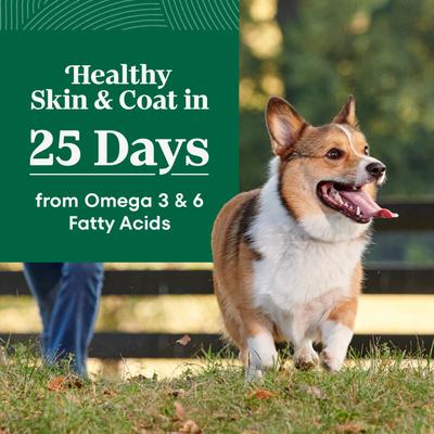 Natural Choice Adult Small Bites Chicken & Brown Rice Recipe Dry Dog Food, 5-lb bag