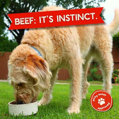 Whole Beef Diabetic Support High Protein Dry Dog Food Topper, 8-oz bag