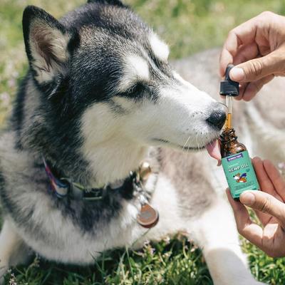 Hemp Oil with Wild Salmon Oil, Calming Hemp Supplement for Dogs, 2-fl oz bottle