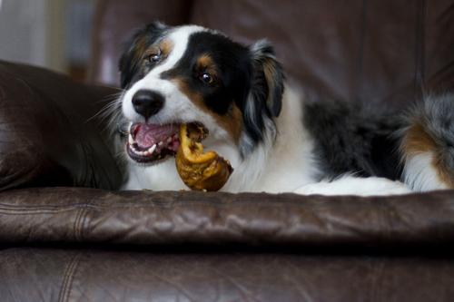 Naturals Piggy Puffs Dog Treats, 1-lb bag