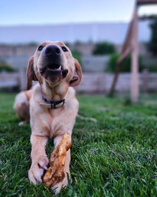 Naturals Piggy Puffs Dog Treats, 1-lb bag