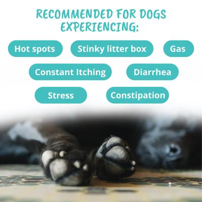 Probiotic Soft Chews Dog Supplement, 60 count