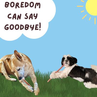 12-in Bully Sticks Dog Treats, Regular Size, 6 count