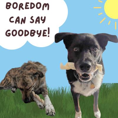 10 to 12-in Beef Cheek Springs Dog Treats, 4 count