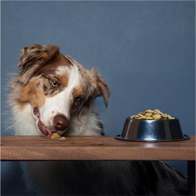 Active Dermo Dry Dog Food, 8.8-lb bag