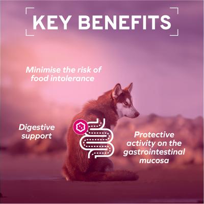 Actiwet Digestive Support with Salmon Wet Dog Food, 3.5-oz, case of 12