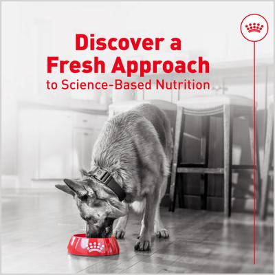 Alimento para perros mayores Fresh Health Nutrition, bolsa de 14.1 oz, paquete de 7