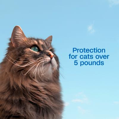 Plus Flea & Tick Spot Treatment for Cats over 5 lbs, 3 Doses (3-mos. supply)