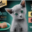 Perfect Portions Kitten Turkey Entree Pate Wet Cat Food, 2.6-oz twin-pack tray, case of 24