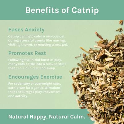 Premium Natural Catnip, 3 count