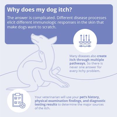 Wipes for Dogs, Cats & Horses, 50 count