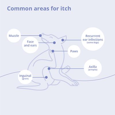 Wipes for Dogs, Cats & Horses, 50 count