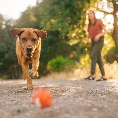 Zoom Boost Electrolyte Liquid Supplement & Refill for Dogs, 7.7-fl oz & 500-mL bottles