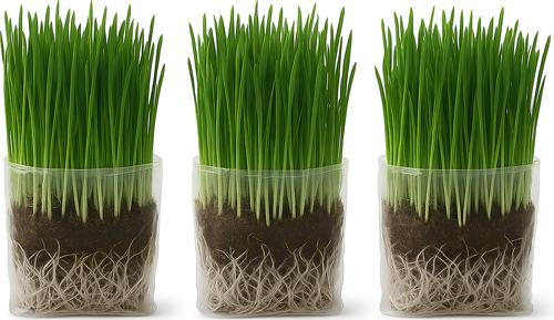 Organic Pet Grass Grow Kit, 3 count