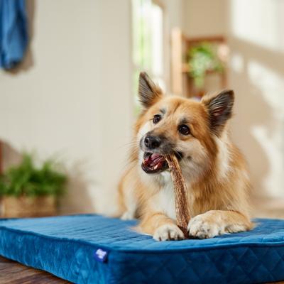 Made in USA Elk Antler Dog Chew, Medium: 6.0 - 7.5-in