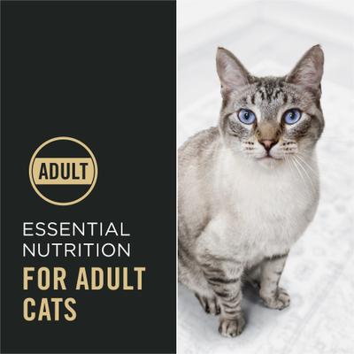 Adult Salmon & Rice Formula Dry Cat Food, 7-lb bag