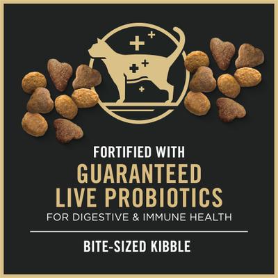 Adult Salmon & Rice Formula Dry Cat Food, 7-lb bag