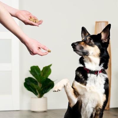 Beef & Carrot with Collagen Freeze-Dried Dog Treats, 3-oz cube