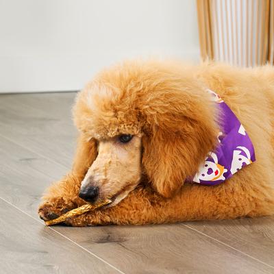 Beefhide Munchy Sticks 5-in Chicken Flavor Dog Chews, 40 count