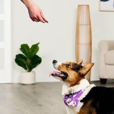 PlantWise Sweet Potato & Berries Vegan Bars Dog Treats, 5-oz bag