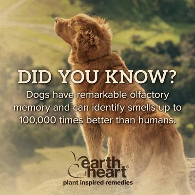 Canine Calm Calming Spray for Dogs, 2-oz