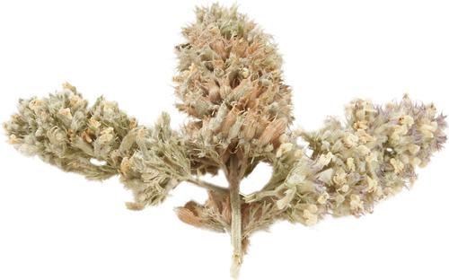 Purrple Passion Catnip Buds, Small