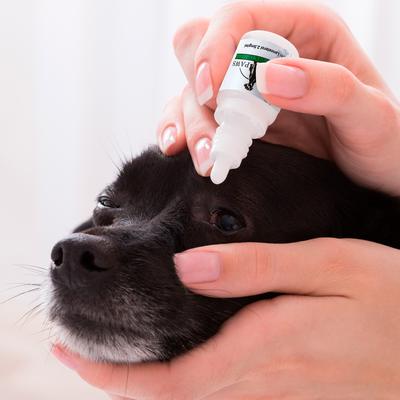 Advanced Lanosterol Solution + Nac Dog Eye Care, 2 count