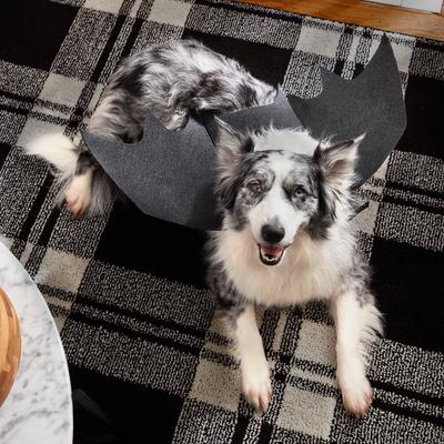 Maro Snacks Halloween Dog Treats, 25-oz can