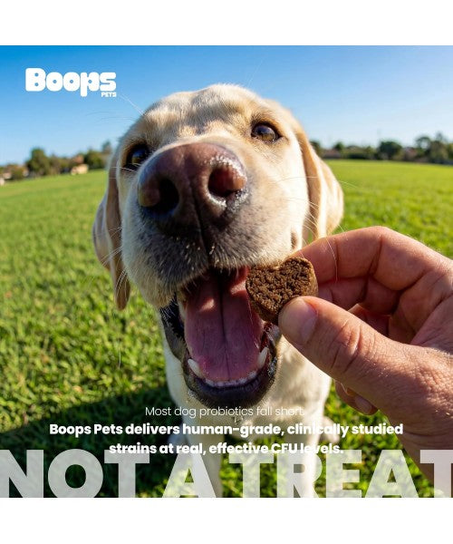 Boops Pets, Pre, Pro and Postbiotics for Dogs, 30 Billion. 90 chews