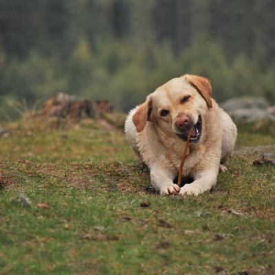 Bully Sticks Dog Chews, Small, 5 count