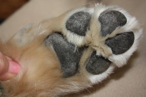 Twist-Up Dog Balm, 0.5-fl oz tube