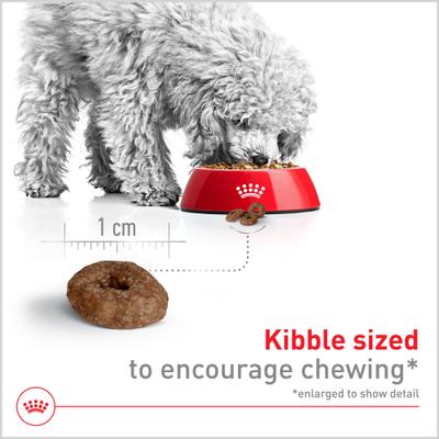 Size Health Nutrition Small Aging 12+ Dry Dog Food, 12-lb bag