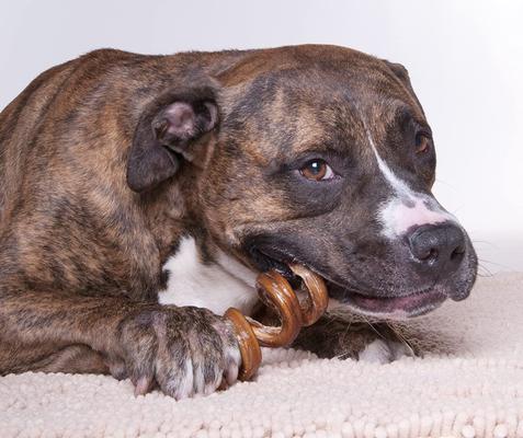 USA Curly Bully Sticks 10-in Dog Treats, 10 count