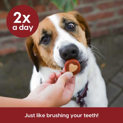 Soft Shield Protection+ Brushless Toothpaste Large Dental Dog Treats, 18-oz bag