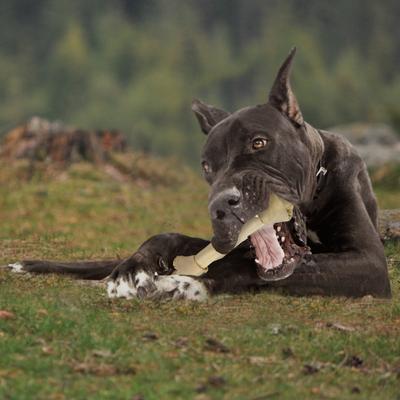 Beef Hide Knotted Bone Dog Chew, 8-9-in, 3 count