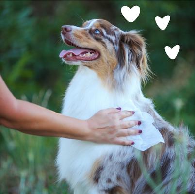 Hypo-Allergenic Fragrance Free Cat & Dog Grooming Wipes, 100 count