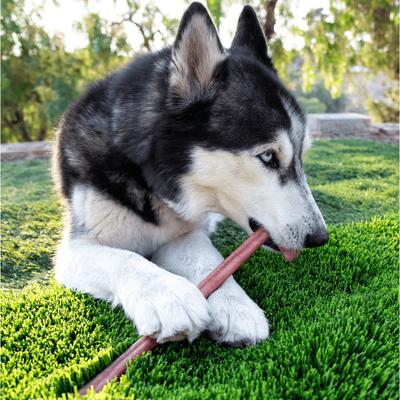 12-inch Bully Sticks Dog Treat