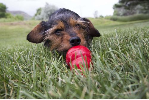 Stuff'N Easy Treat Peanut Butter Recipe, 8-oz bottle