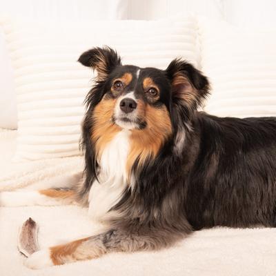 Elk Antlers Small Split Dog Chew Treat