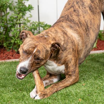 Beef Rib Bones Dog Chew Treats, 8 count