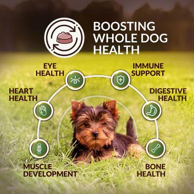 Pasture New Zealand Lamb Adult Grain-Free Dry Dog Food, 4-lb bag